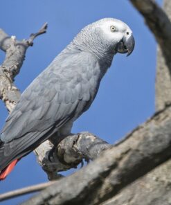 African Grey Parrots