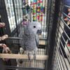 African Grey Congo