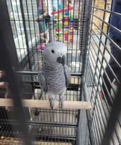 African Grey Congo for sale