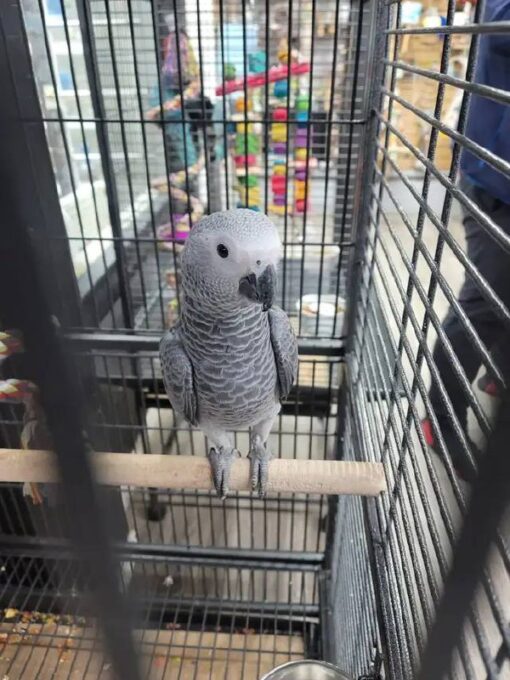 African Grey Congo for sale