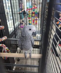 African Grey Congo