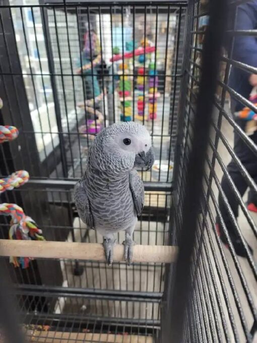 African Grey Congo