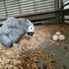 African Grey Parrot Egg