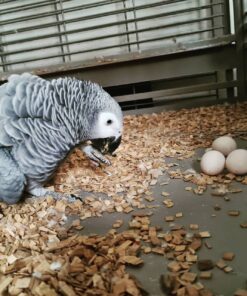 African Grey Parrot Egg