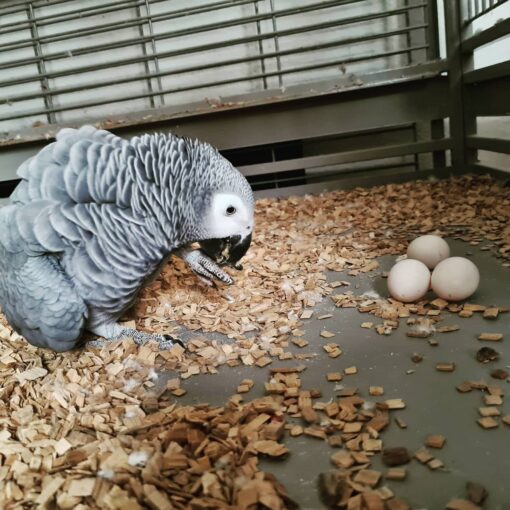 African Grey Parrot Egg