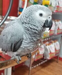 Baby African Grey