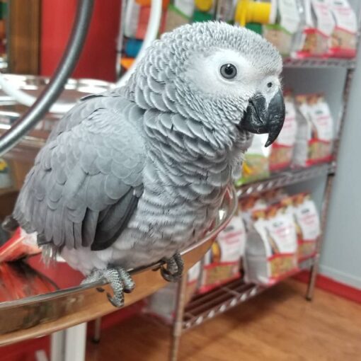 Baby African Grey