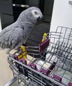 Baby African Grey for sale