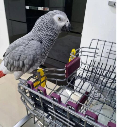 Baby African Grey for sale