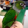 Black Cappsaleed Conure for