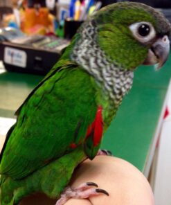 Black Cappsaleed Conure for