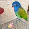 Blue Headed Pionus For Sale