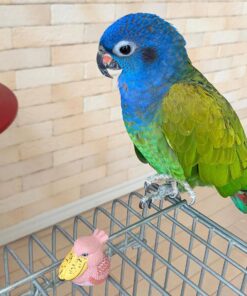 Blue Headed Pionus For Sale