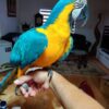 Blue and Gold Macaw for sale