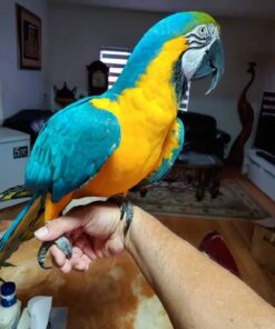 Blue and Gold Macaw for sale