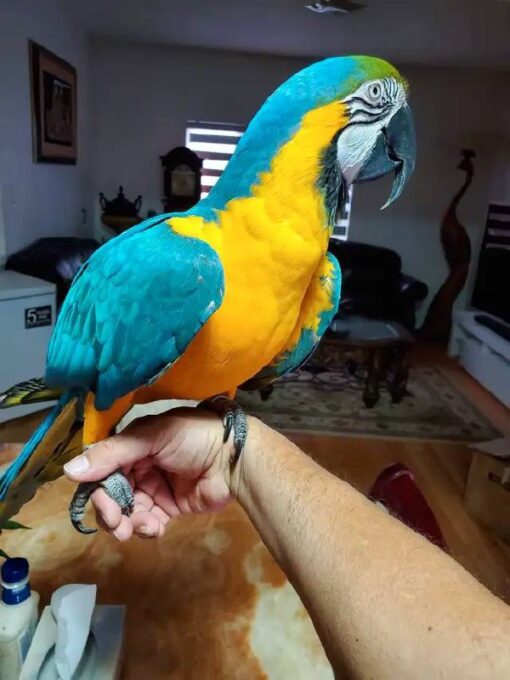 Blue and Gold Macaw for sale