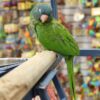 Blue Crown Conure for sale