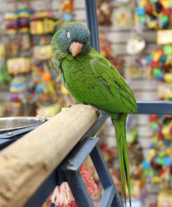 Blue Crown Conure for sale