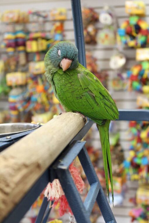 Blue Crown Conure for sale