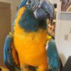 Blue throated Macaw For Sale