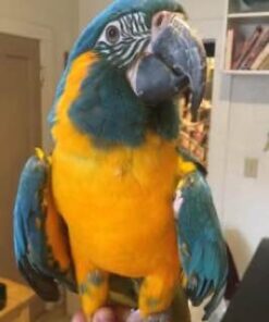 Blue throated Macaw For Sale