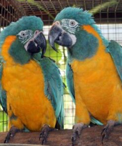 Blue throated Macaw fpr sale