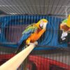 Catalina Macaw for Sale