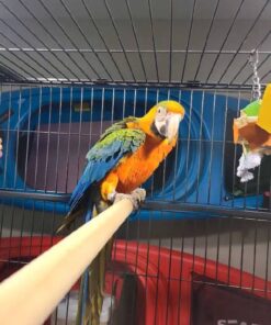 Catalina Macaw for Sale