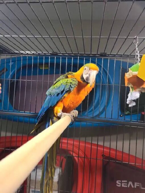 Catalina Macaw for Sale