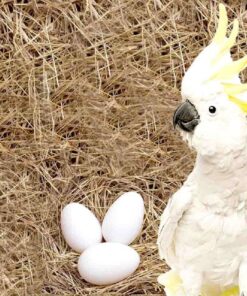 Cockatoo Parrot Eggs For Sale