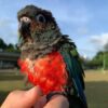 Crimson Bellied Conure For sale