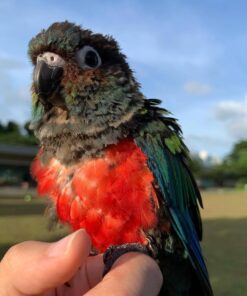 Crimson Bellied Conure For sale