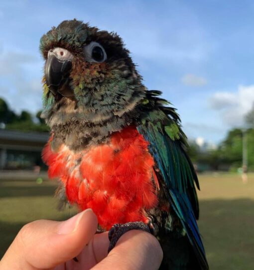 Crimson Bellied Conure For sale