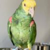 Double Yellow Headed Amazon for sale