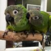 Dusky Headed Conure