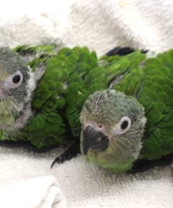 Dusky Headed Conure for sale