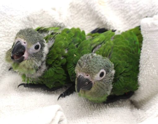 Dusky Headed Conure for sale