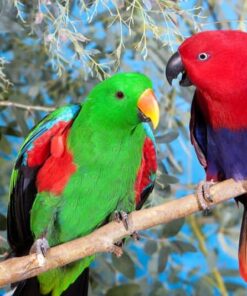 Eclectus Parrots