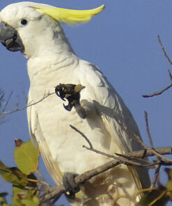 Cockatoo Parrots