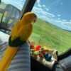 Golden Conure For Sale