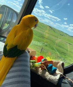 Golden Conure For Sale