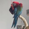 Green Winged Macaw for sale