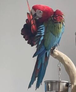 Green Winged Macaw for sale