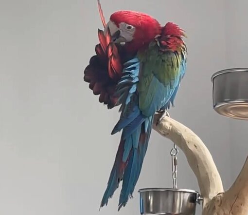 Green Winged Macaw for sale