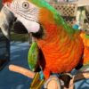 Harlequin Macaw for sale