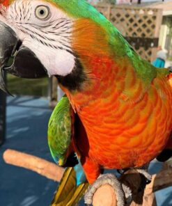 Harlequin Macaw for sale