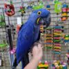 Hyacinth Macaw