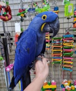 Hyacinth Macaw