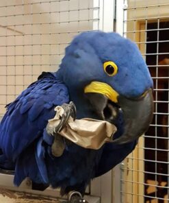 Hyacinth Macaw For Sale