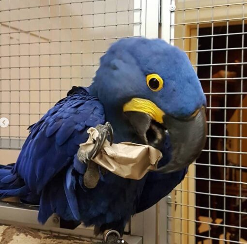 Hyacinth Macaw For Sale